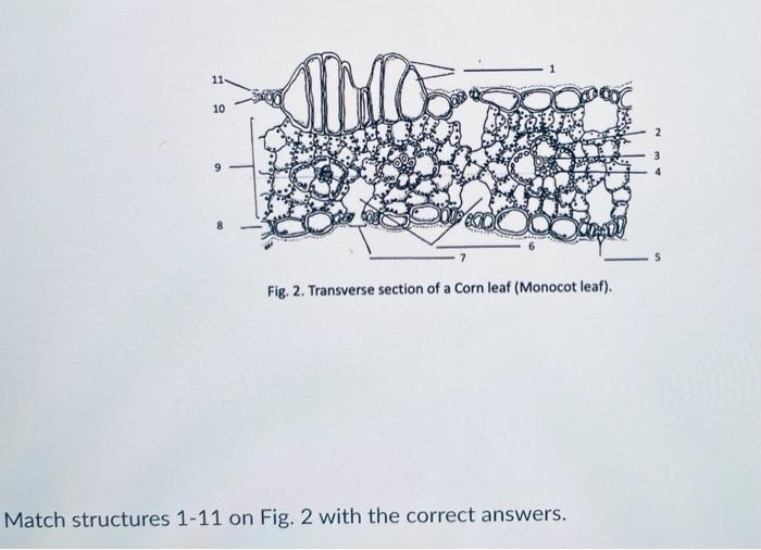 Solved Fig. 2. Transverse Section Of A Corn Leaf (monocot 