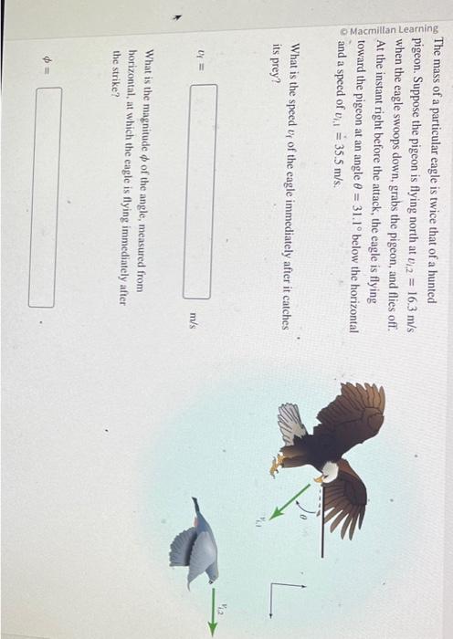Solved The mass of a particular eagle is twice that of a | Chegg.com