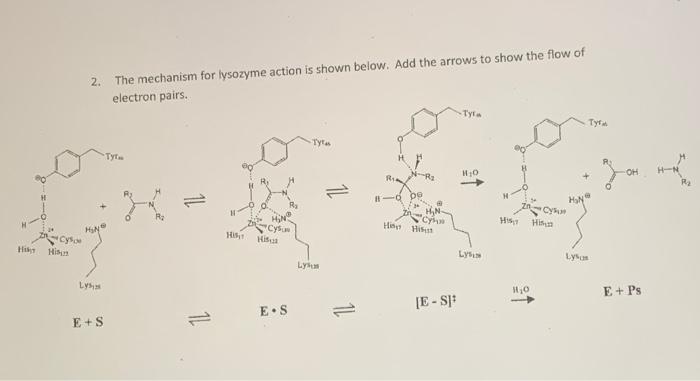 Solved 2 The Mechanism For Lysozyme Action Is Shown Below Chegg Com