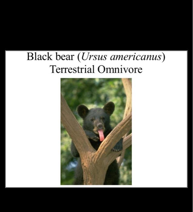 Solved Attribute Table for Drawing Trees Diet