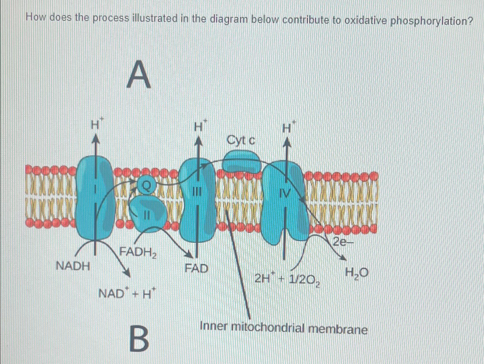 Solved How does the process illustrated in the diagram below | Chegg.com