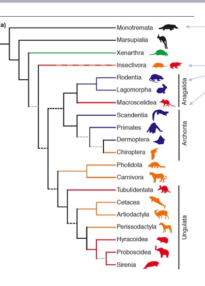 Solved which clade are more closley related : primates and | Chegg.com