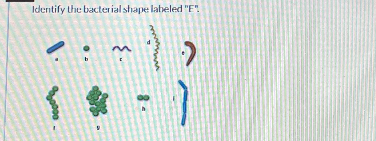 Solved Identify the bacterial shape labeled E | Chegg.com