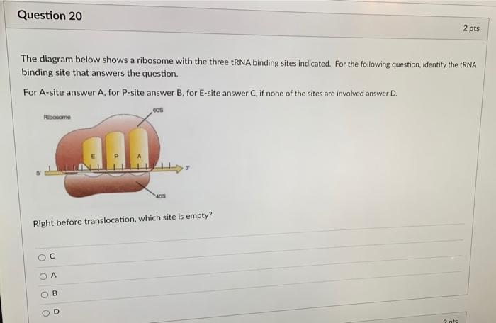 Solved Question 20 2 pts The diagram below shows a ribosome | Chegg.com