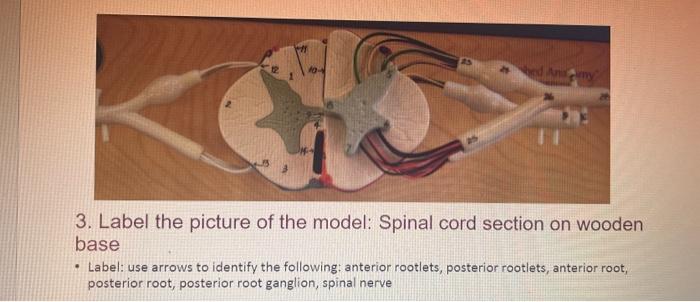 3. Label the picture of the model: Spinal cord section on wooden base - Label: use arrows to identify the following: anterior