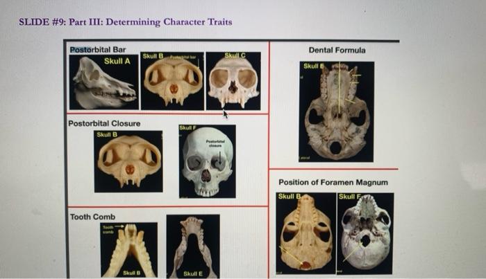 Part III. Determining character states: an | Chegg.com