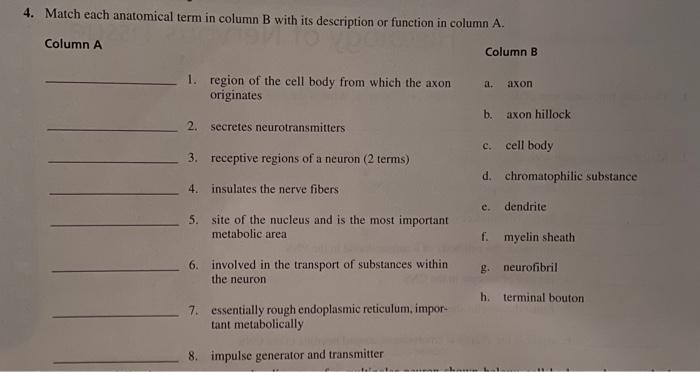 Solved 4. Match Each Anatomical Term In Column B With Its | Chegg.com