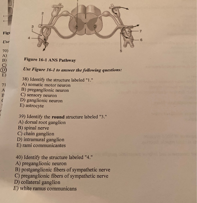 Solved Figu Use Figure 16-1 Ans Pathway Use Figure 16-1 To 