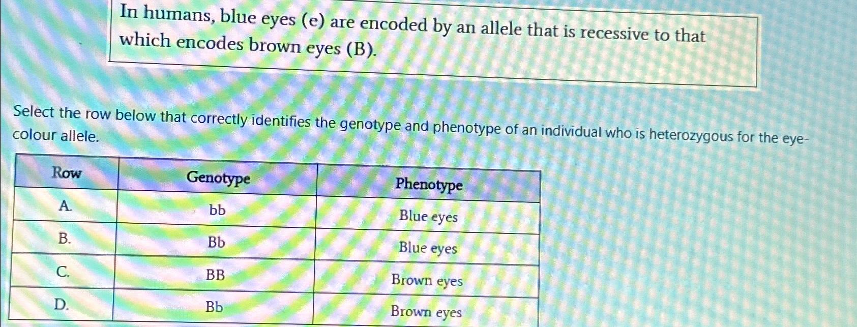 Solved In Humans, Blue Eyes (e) ﻿are Encoded By An Allele | Chegg.com