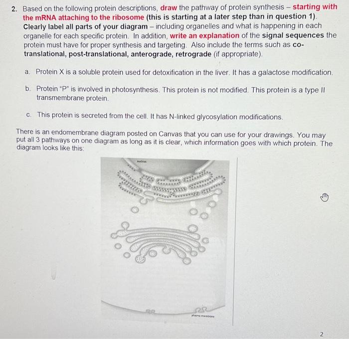 2. Based on the following protein descriptions, draw | Chegg.com