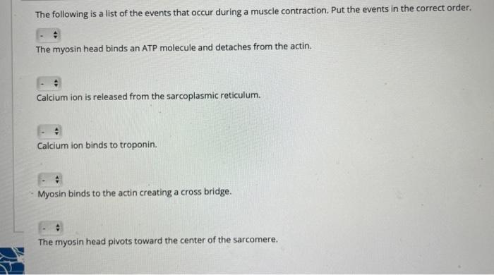 Solved Put the steps of endochondral ossification in the | Chegg.com
