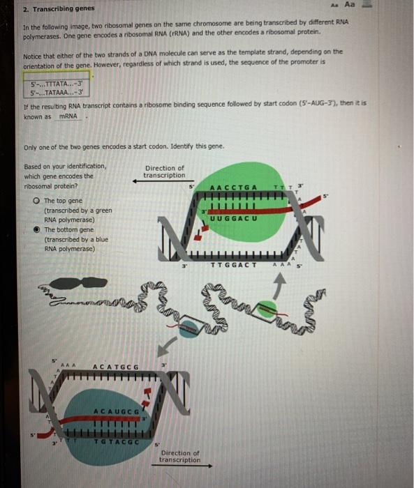 Solved A Aa 2. Transcribing Genes In The Following Image, | Chegg.com