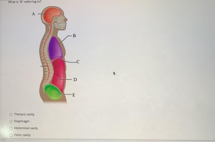 What is Breferring to? A B D Ε E Thoracic cavity Diaphragm Abdominal cavity Pelvic cavity