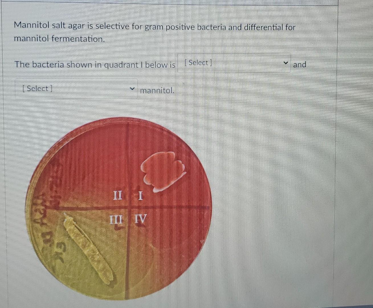 Mannitol salt agar is selective for gram positive