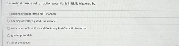 Solved In a skeletal muscle cell, an action potential is | Chegg.com