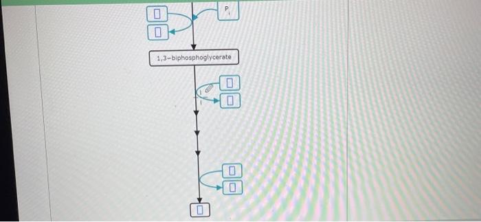 Solved Complete The Biochemical Pathway Below, Which | Chegg.com