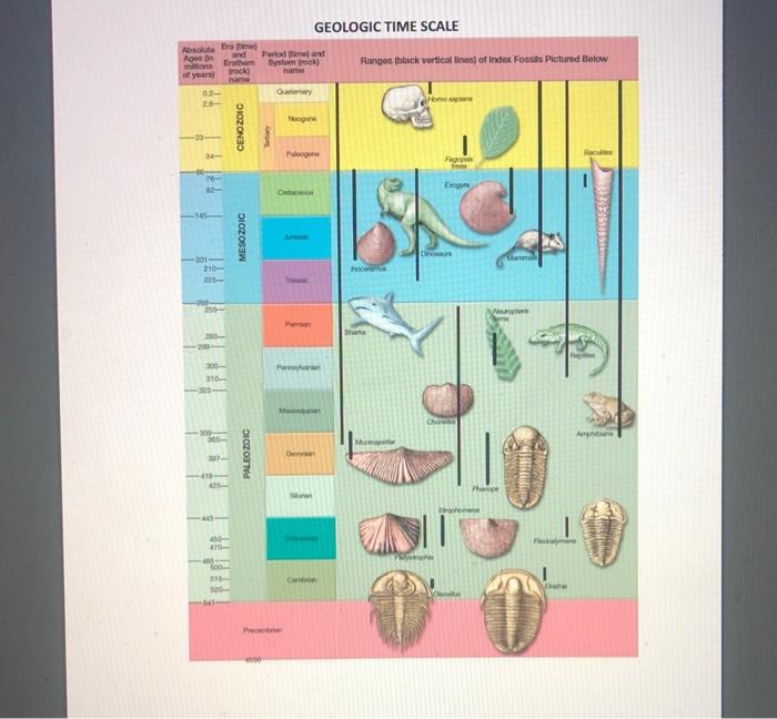 Solved D. Unconformity Analysis 1. Notice The Index Fossils | Chegg.com