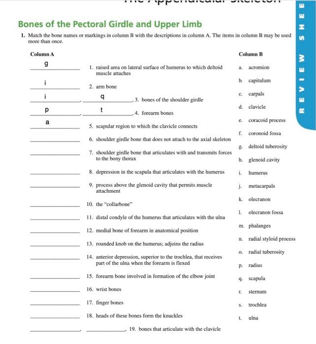 Solved SHEE REVIEW a Bones of the Pectoral Girdle and Upper | Chegg.com
