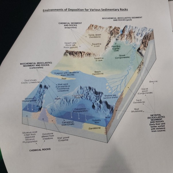 Solved Sedimentary Rocks Use the lab book and the rock | Chegg.com