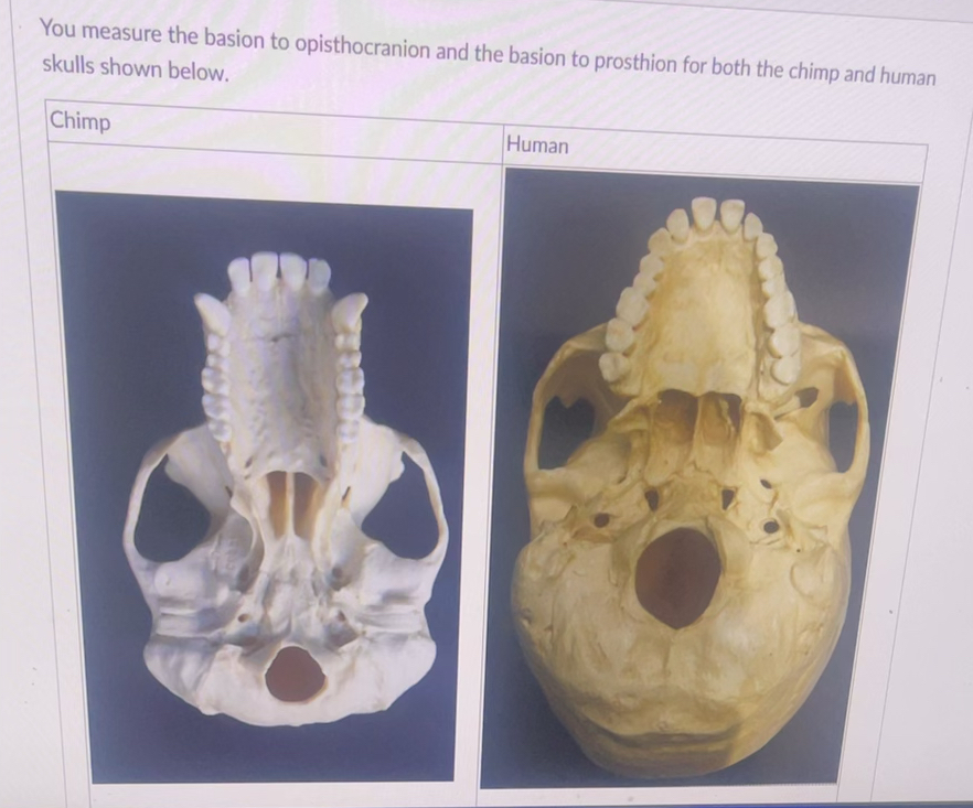 Solved You measure the basion to opisthocranion and the | Chegg.com