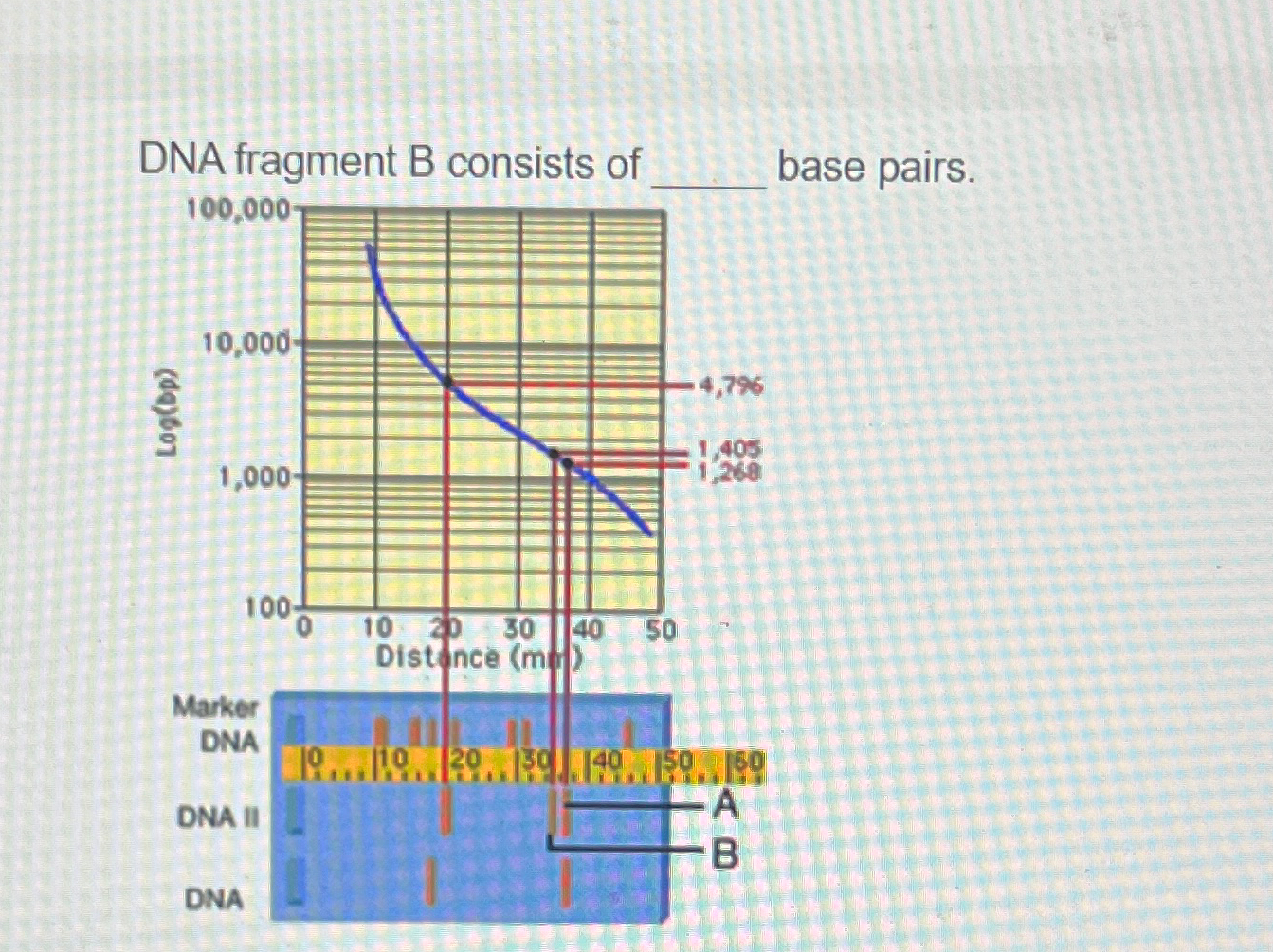 DNA fragment B ﻿consists of ___ ﻿base pairs. | Chegg.com