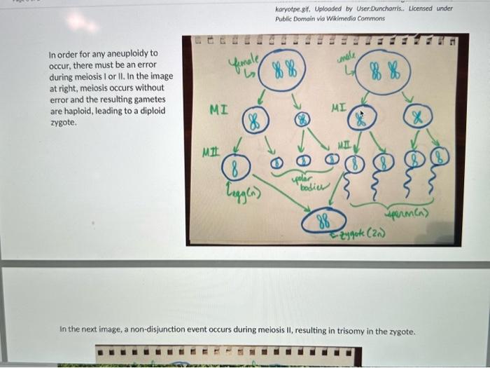 Lab 7 Mitosis and Cytokinesis Lab Exercise 1 1. Go to | Chegg.com