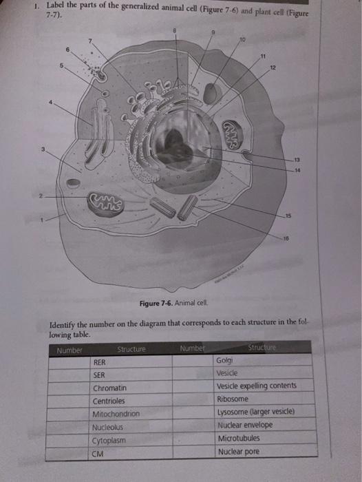 1 Label The Parts Of The Generalized Animal Cell Chegg Com