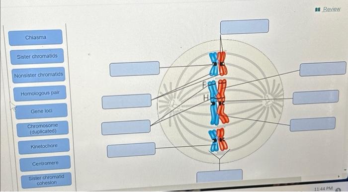 Solved Chiasma Sister chromatids Nonsister chromatids | Chegg.com