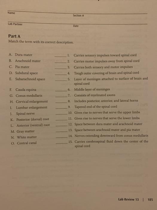 Solved Name Section # Lab Partner Date Part A Match the term | Chegg.com