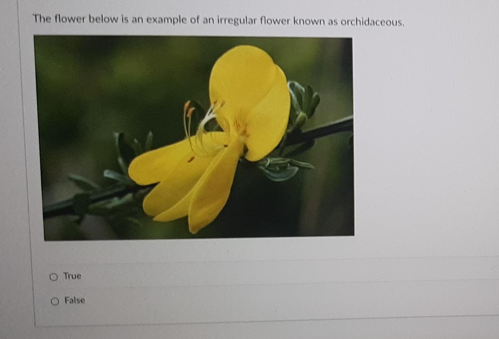 Solved The flower below is an example of an irregular flower
