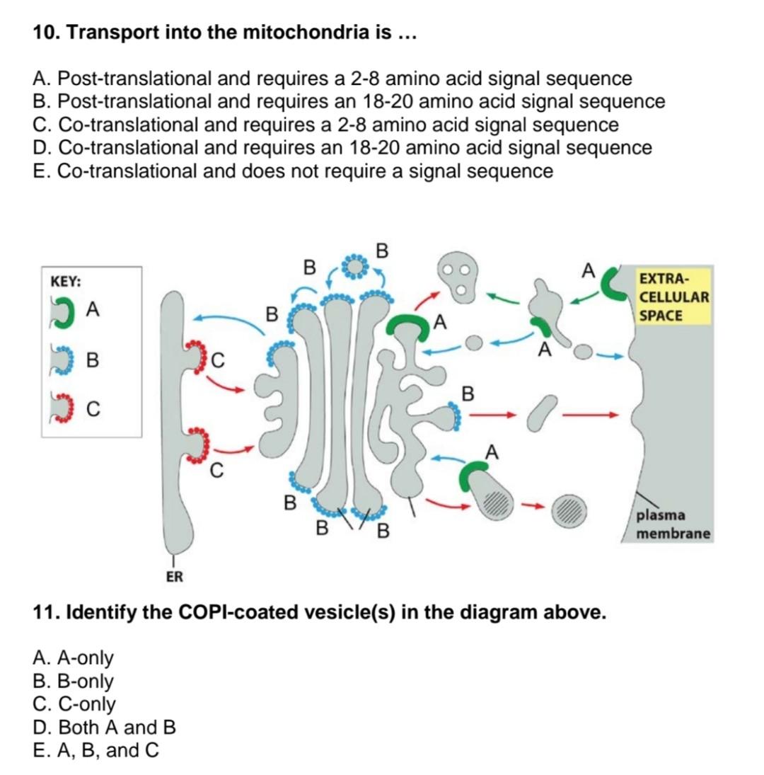Solved 10. Transport into the mitochondria is ... A. | Chegg.com