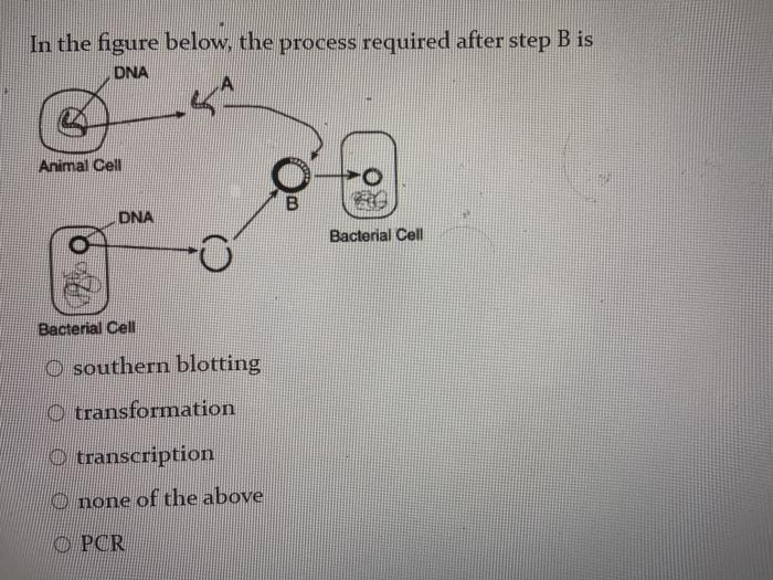 Solved In the figure below, the process required after step 