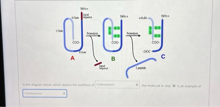 Solved In The Diagram Above, Which Depicts The Synthesis Of | Chegg.com