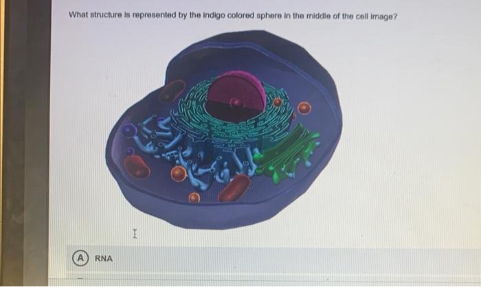 Solved What structure is represented by the indigo colored | Chegg.com