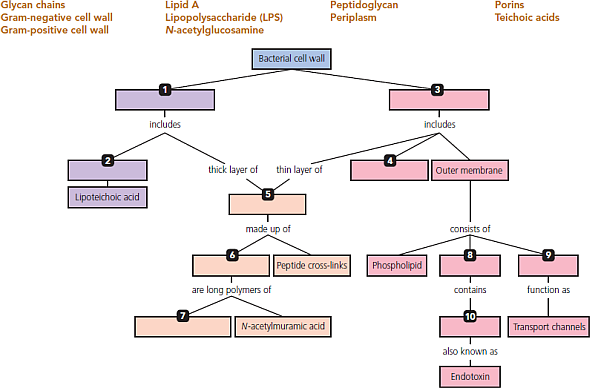 Chapter 4 Solutions | Study Guide For Microbiology With Diseases By ...