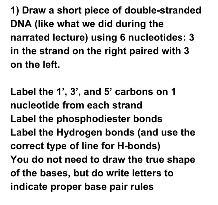 Solved 1) Draw a short piece of double-stranded DNA (like | Chegg.com