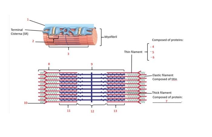 Solved Terminal Cisterna (SR) - Myofibril Composed of | Chegg.com