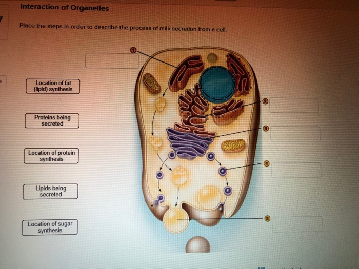 solved-interaction-of-organelles-place-the-steps-in-order-to-chegg