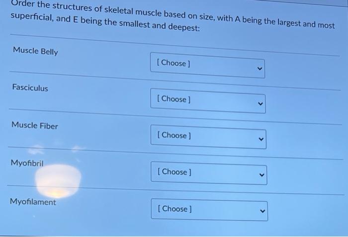 Urder the structures of skeletal muscle based on size, with A being the largest and most superficial, and E being the smalles