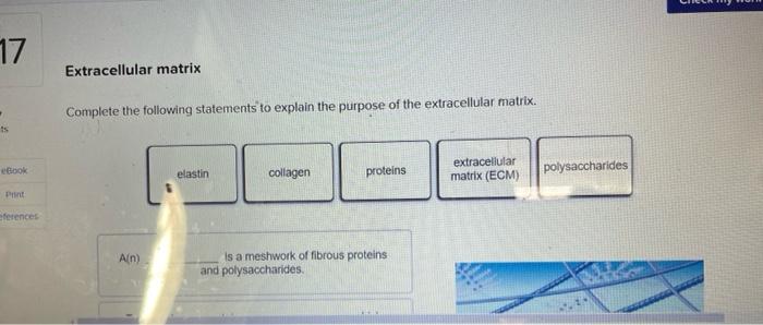 Solved 17 Extracellular matrix Complete the following | Chegg.com