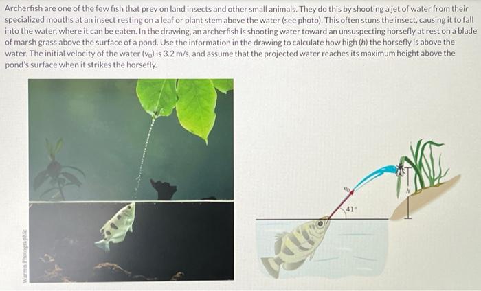 Solved Archerfish are one of the few fish that prey on land | Chegg.com