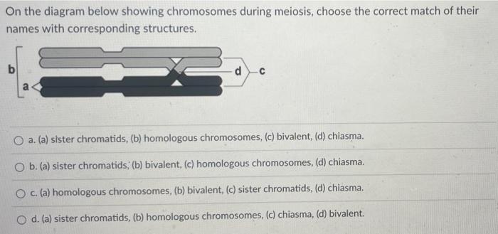 Solved On The Diagram Below Showing Chromosomes During | Chegg.com