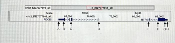 Solved A representation of the gene model for two genes ( | Chegg.com