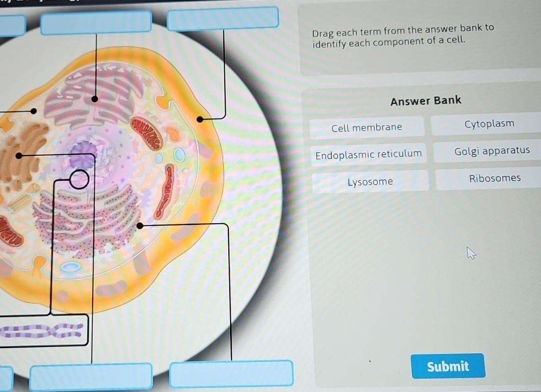 Solved Cell Component That Consists Of Protein Filaments And Chegg Com