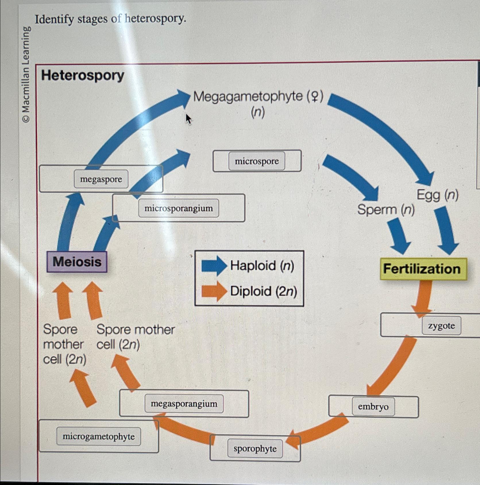 Solved Identify stages of heterospory.Heterospory