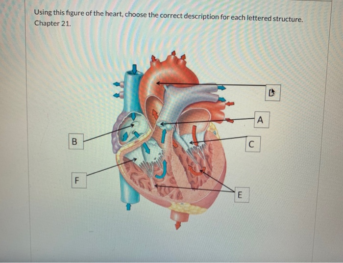 Solved Using this figure of the heart, choose the correct | Chegg.com