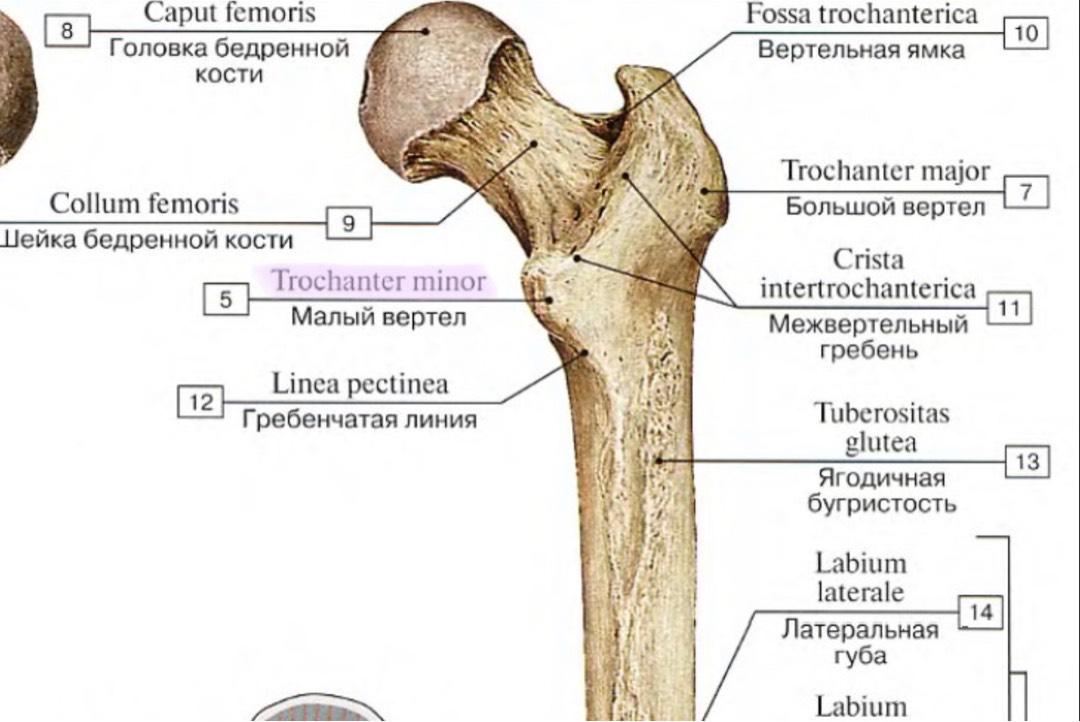 Бедренная ямка. Хирургическая шейка бедренной кости анатомия. Трубчатая бедренная кость. Строение бедренной кости медунивер. Бедренная кость анатомия.