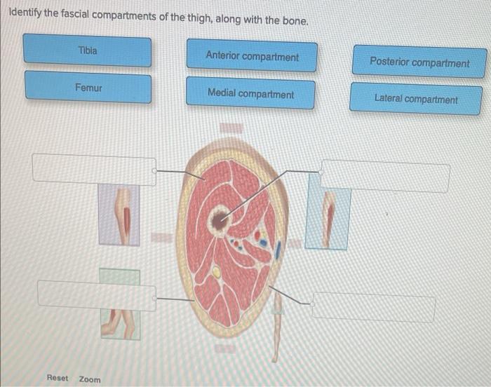 Identify the fascial compartments of the thigh, along with the bone.
Tibia
Femur
Reset Zoom
Anterior compartment
Medial compa