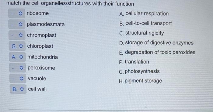 Solved match the cell organelles/structures with their | Chegg.com