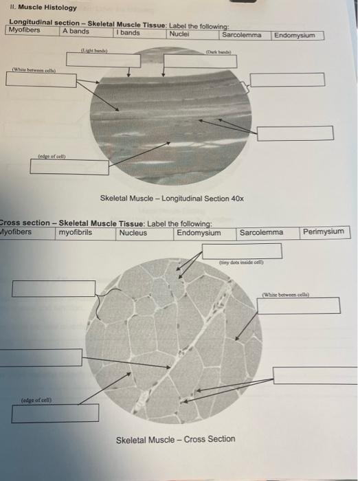 skeletal muscle cross section labeled